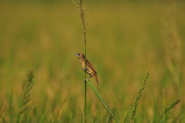 birds eating flower plants in paddy fields