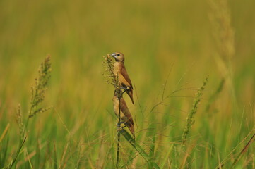 birds eating flower plants in paddy fields
