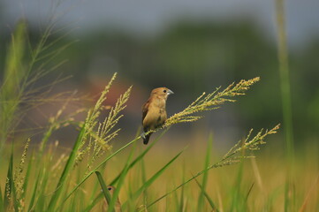 birds eating flower plants in paddy fields
