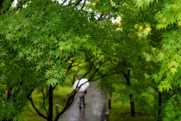 雨に濡れた青みじの葉
