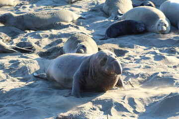 elephant seals laying on beach at Elephant seal vista point California © Sarah