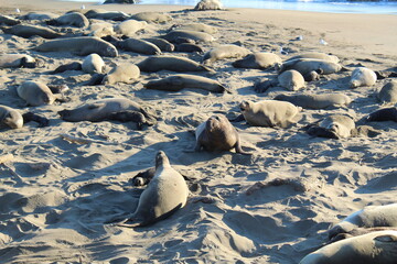 elephant seals laying on beach at Elephant seal vista point California © Sarah