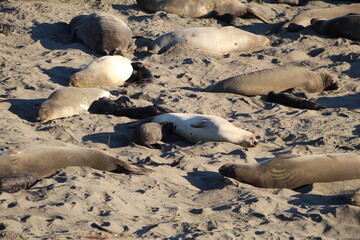 elephant seals laying on beach at Elephant seal vista point California