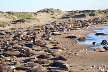 elephant seals laying on beach at Elephant seal vista point California