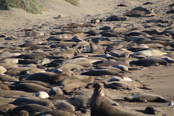 elephant seals laying on beach at Elephant seal vista point California
