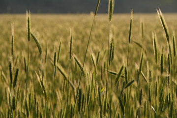 Fototapeta premium rye in the middle of summer