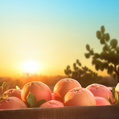 Grapefruits harvested in a wooden box with orchard and sunshine in the background. Natural organic fruit abundance. Agriculture, healthy and natural food concept. Square composition.