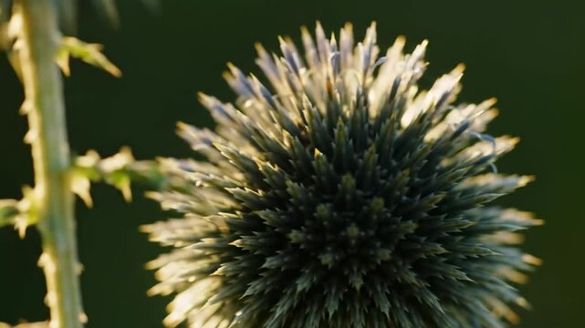 Echinops Flower Head in Summer Sunlight