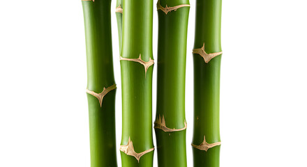 Fototapeta premium bamboo isolated white background