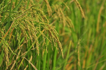 Green Background of beautiful paddy Field