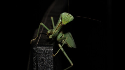 Close up photo of a green praying mantis in a dark plastic frame with a dark background, its two front legs are visible gripping both sides of the frame