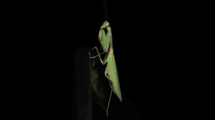 A green praying mantis is perched upright on the edge of an unlit monitor screen against a dark background
