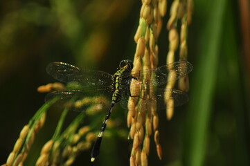 Green Background of beautiful paddy Field