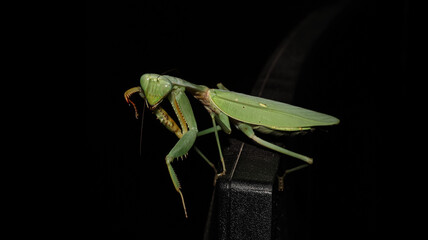 A green praying mantis is cleaning its right hand at the edge of a monitor screen, photographed from close range
