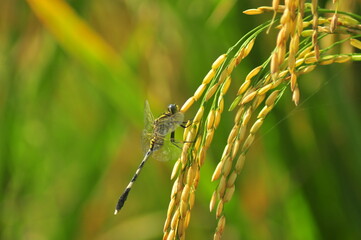 Green Background of beautiful paddy Field