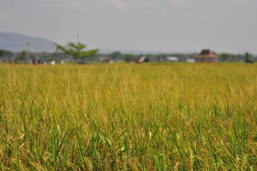 Green Background of beautiful paddy Field