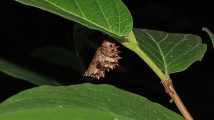 A butterfly cocoon photographed from close range against a dark background, the cocoon is brownish...