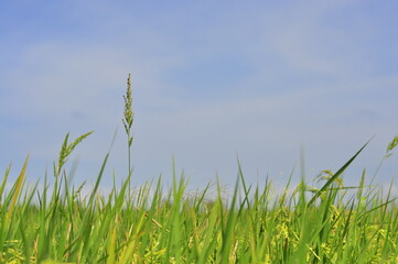 Green Background of beautiful paddy Field