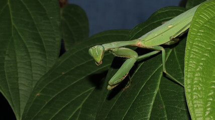 A green praying mantis perched on a green leaf photographed from close range, the mantis appears to be cleaning its left antenna using its mouth