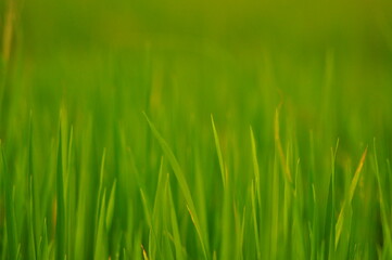Green Background of beautiful paddy Field