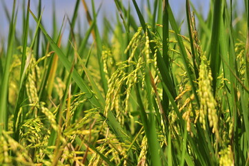 Green Background of beautiful paddy Field