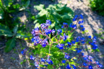 High angle view of flower at public park named Ueberlandpark at opening day at Swiss city of Zürich on a sunny spring day. Photo taken May 10th, 2025, Zurich, Switzerland.