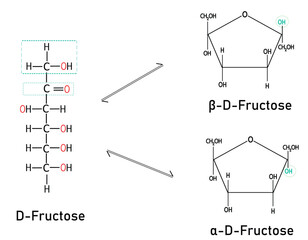 Linear D-fructose Conversion into α-D-fructose and β-D-fructose with Anomeric Carbon OH Group Orientation