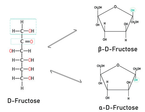 Linear D-fructose Conversion into α-D-fructose and β-D-fructose with Anomeric Carbon OH Group Orientation