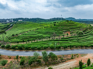 green tea plantation