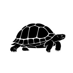 Exploring the World of Terrestrial Turtles A Comprehensive Look at Land Dwellers