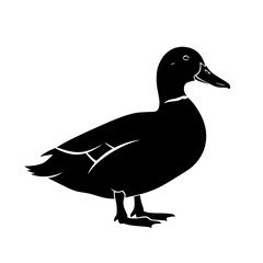 The Graceful Silhouette of a Duck A Study in Feathered Form and Aquatic Serenity Depicting Nature's Beauty