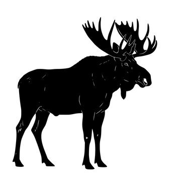 Majestic Moose A Powerful Symbol of Wilderness Representing Strength Adaptability and Harmony with Nature in the Wild