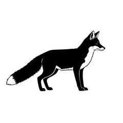 The Black Fox A Majestic Creature in its Natural Habitat An Exploration of Color Morphology And Adaptation