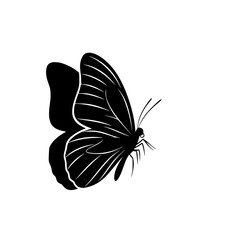 Elegant Butterfly Silhouette with Delicate Wing Details Showing Beauty in Simplicity a Sophisticated Black and White Composition
