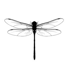 Dragonfly Beauty A Visual Exploration of Intricate Wing Patterns and Insect Anatomy in Striking Detail © Retsher