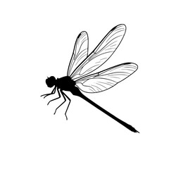 A Delicate Dance of Sunlight Dragonfly Graceful Flight Through the Summer Air Nature's Elegant Messenger