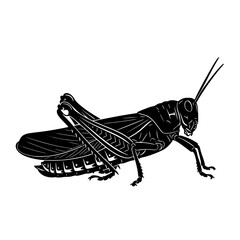Understanding Grasshoppers Their Biology Behavior and Importance in the Ecosystem A Detailed Exploration