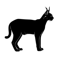 The Mysterious Caracal A Solitary Wildcat with Remarkable Leaping and Hunting Skills In its Natural Habitat