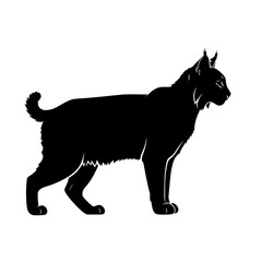 Silhouette of a Wild Bobcat Standing Proudly in the Wilderness Looking for Its Prey During Day Time