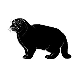 Mysterious Shadow Pallas's Cat Silhouette Majestic Feline Glimpse Into Nature's Enigmatic Wildlife Adaptation and Solitude