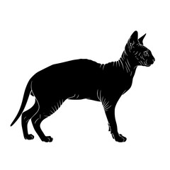 Obraz premium Silhouette of a Hairless Cat with Large Ears and a Slender Body Standing Profile View Isolated on White Background