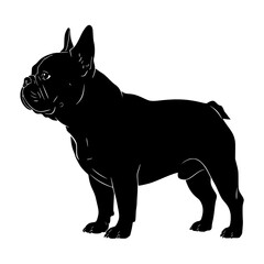 A Detailed Silhouette Depiction of a French Bulldog with Characteristic Features and Anatomical Details for Artistic Representation