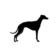The Beauty and Agility of the Greyhound A Study of the Breed Temperament and Physical Prowess
