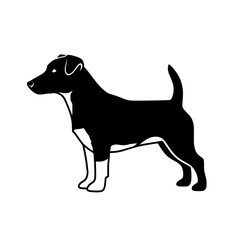 Understanding Terrier Dog Breeds Characteristics Temperament Health and Care for Canine Companions