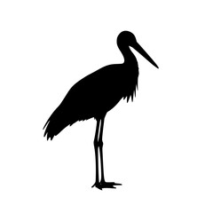 Silhouette of an African Openbill Stork Bird in Black and White Isolated on White Background