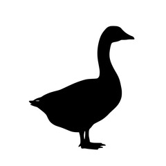 The Silhouette of a Waterfowl Species Portraying its Dark Plumage and its Graceful Posture in a White Environment