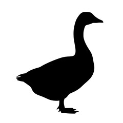 A Comprehensive Overview of the Anatomical Characteristics and Behaviors of Various Goose Species Around the World