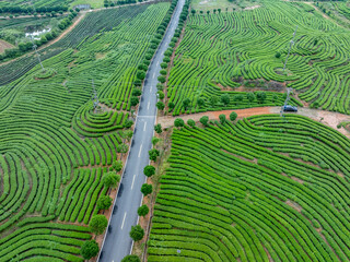 green tea plantation