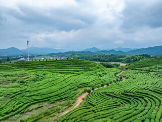 green tea plantation