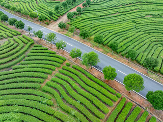 green tea plantation